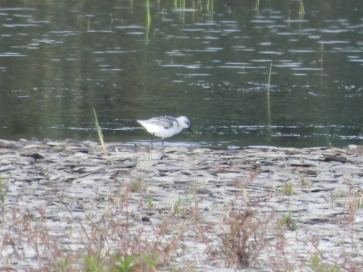 Sanderling - ML642118418