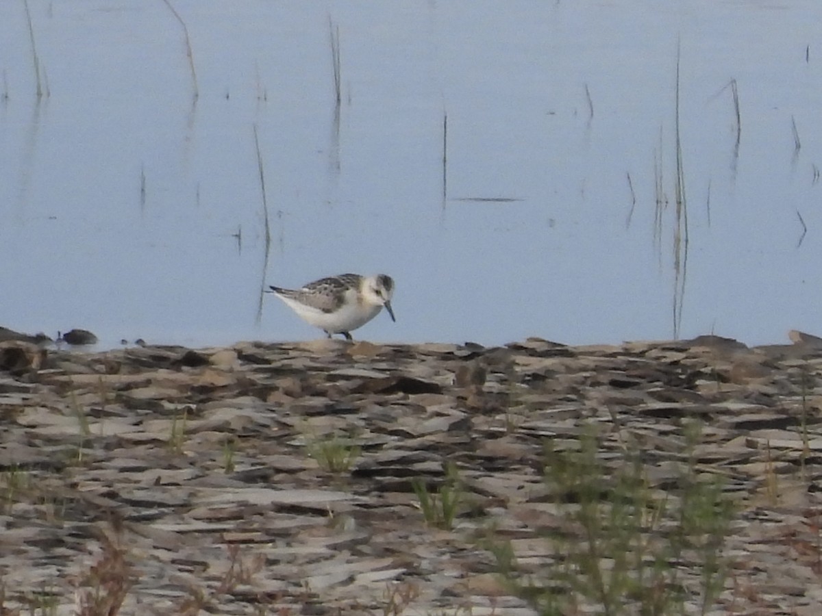 Sanderling - ML642118420