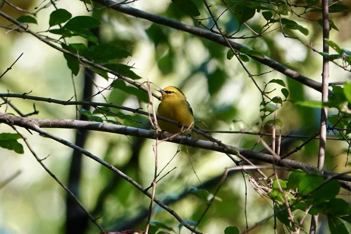 Blue-winged Warbler - ML642118433