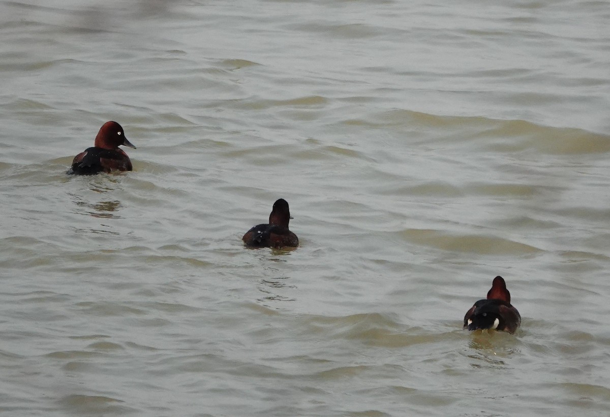 Ferruginous Duck - ML642118440