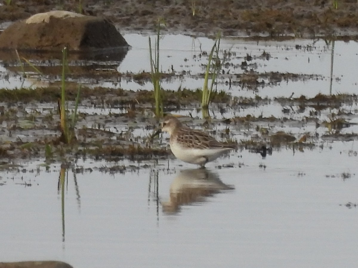 Sandstrandläufer - ML642118456