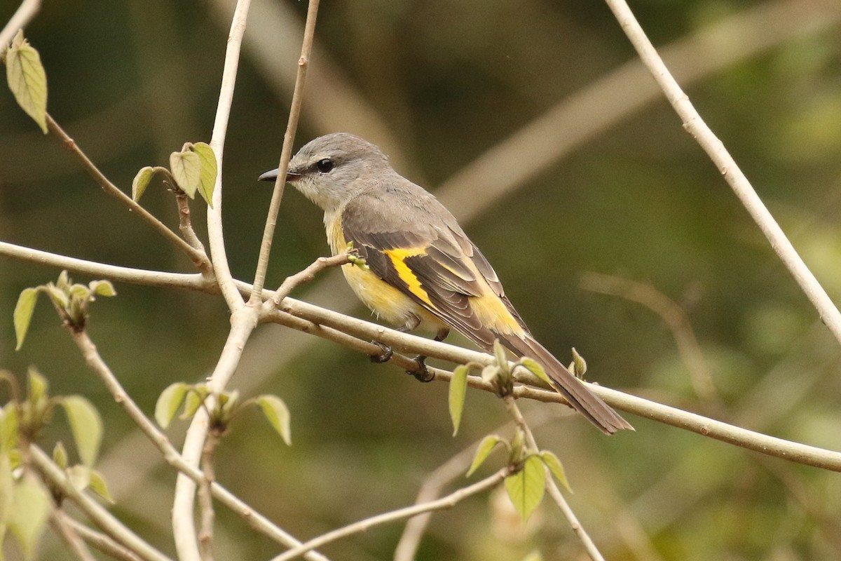 粉紅山椒鳥 - ML642118458