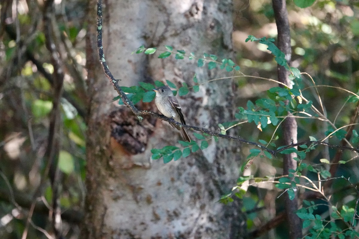 Eastern Wood-Pewee - ML642118463