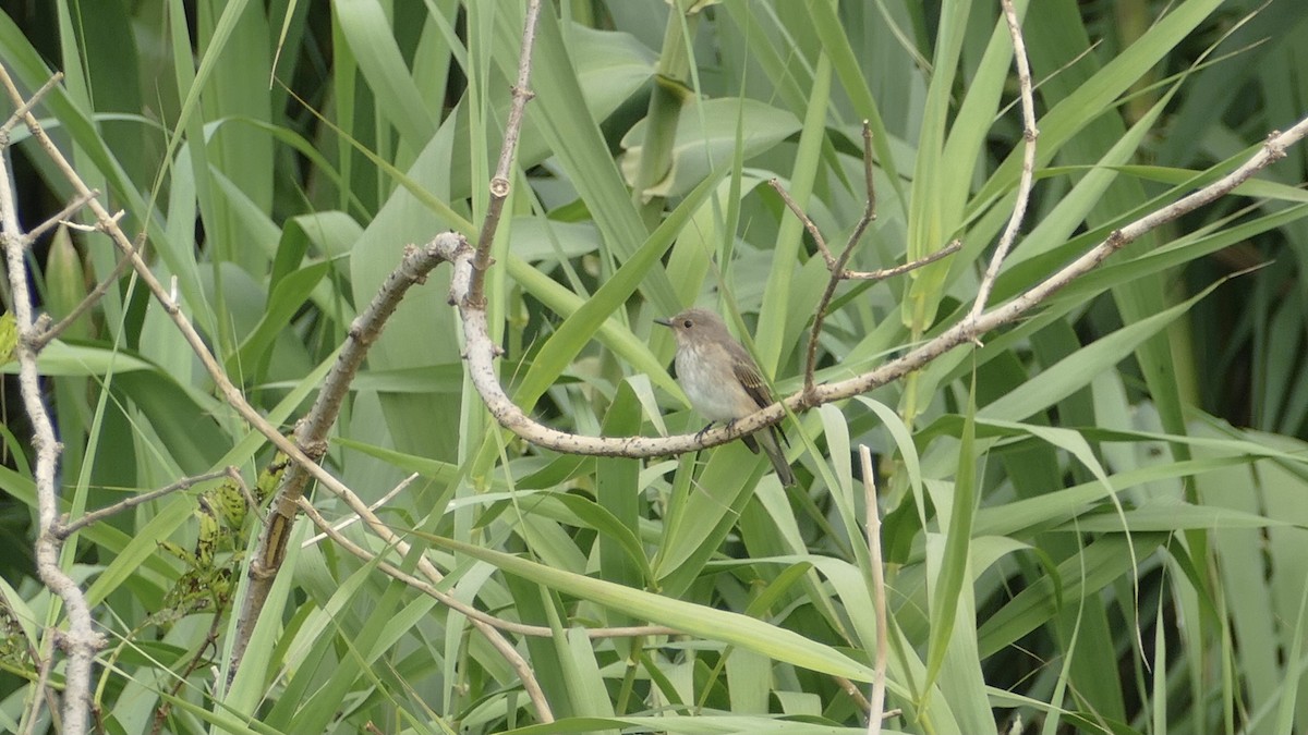 Spotted Flycatcher - ML642118464