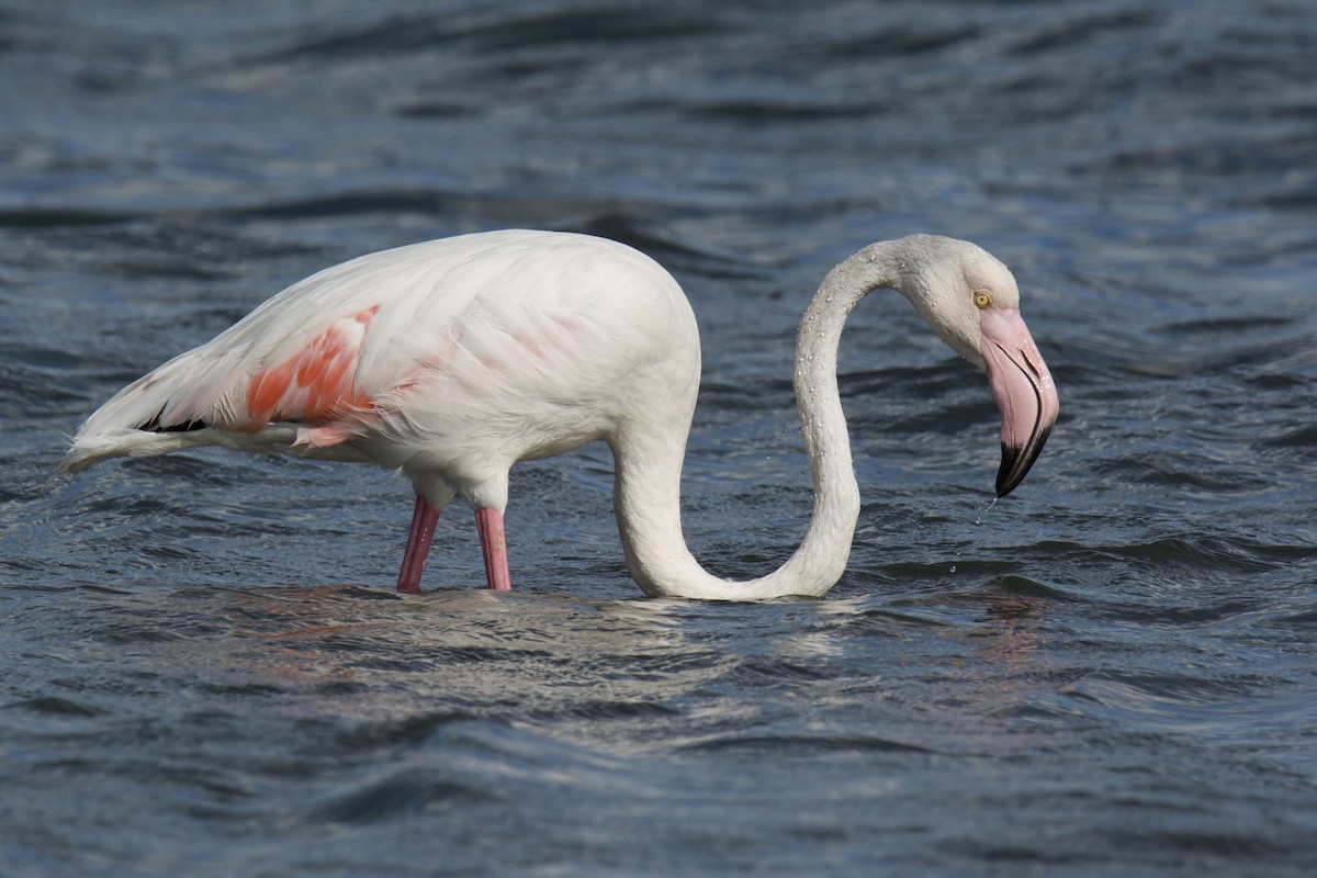Flamingo - ML642118470