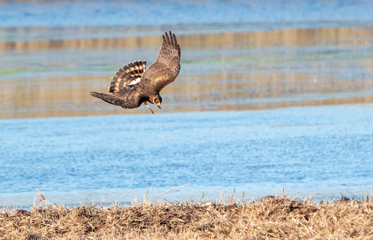 Northern Harrier - ML642118472