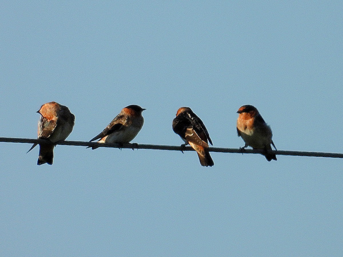Cave Swallow - ML642118474