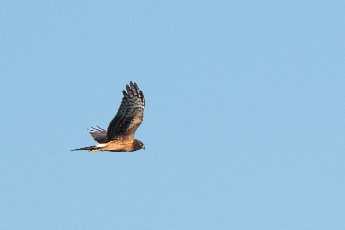 Northern Harrier - ML642118495