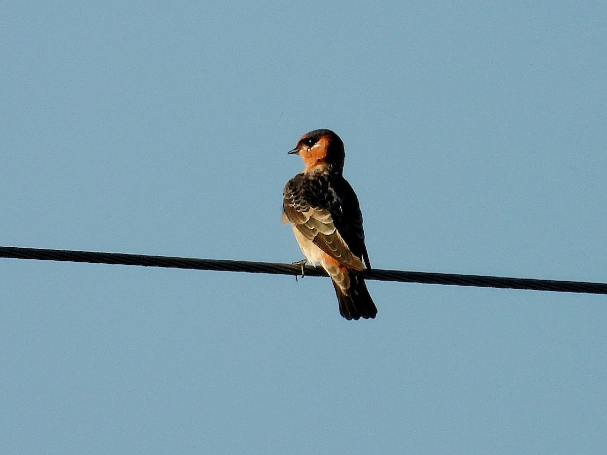 Cave Swallow - ML642118496
