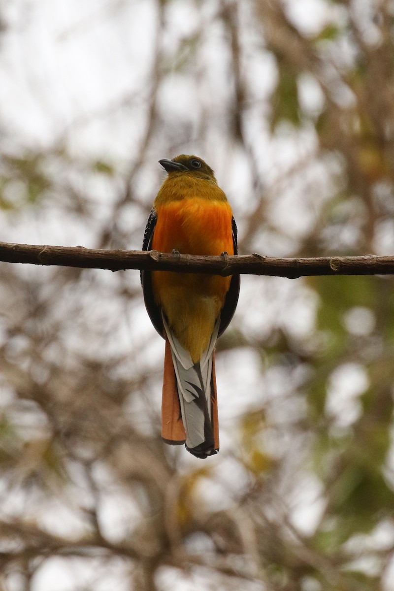 Orange-breasted Trogon - ML642118499