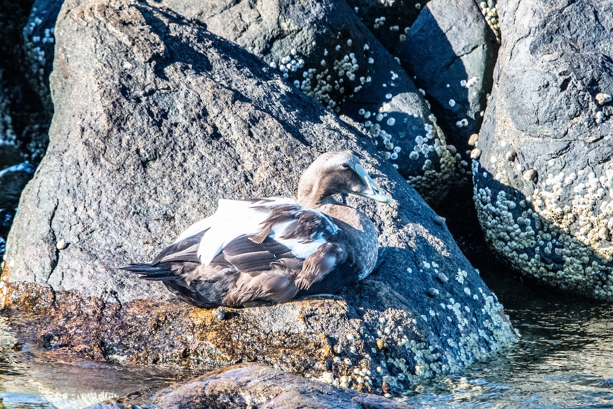 Common Eider - ML642118509