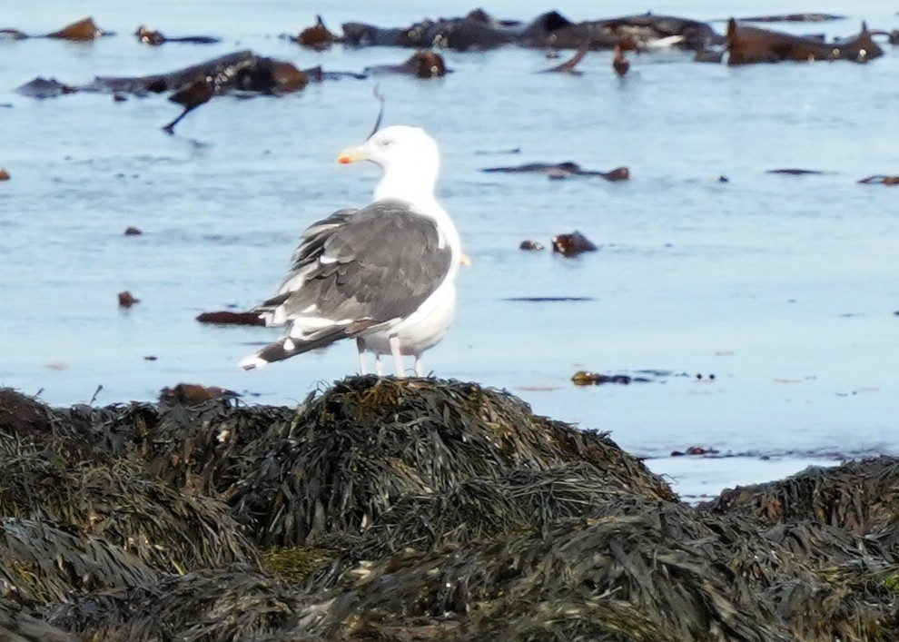 Great Black-backed Gull - ML642118514