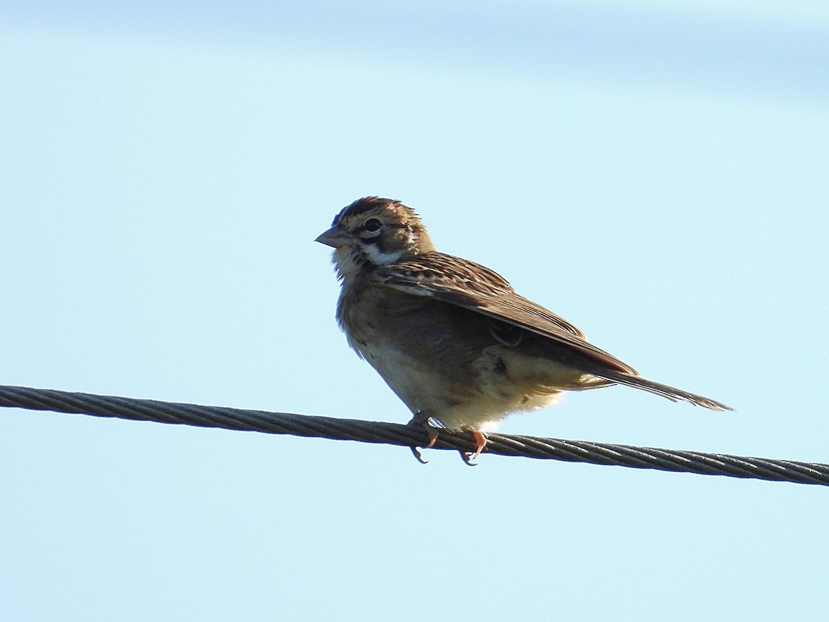 Lark Sparrow - ML642118521