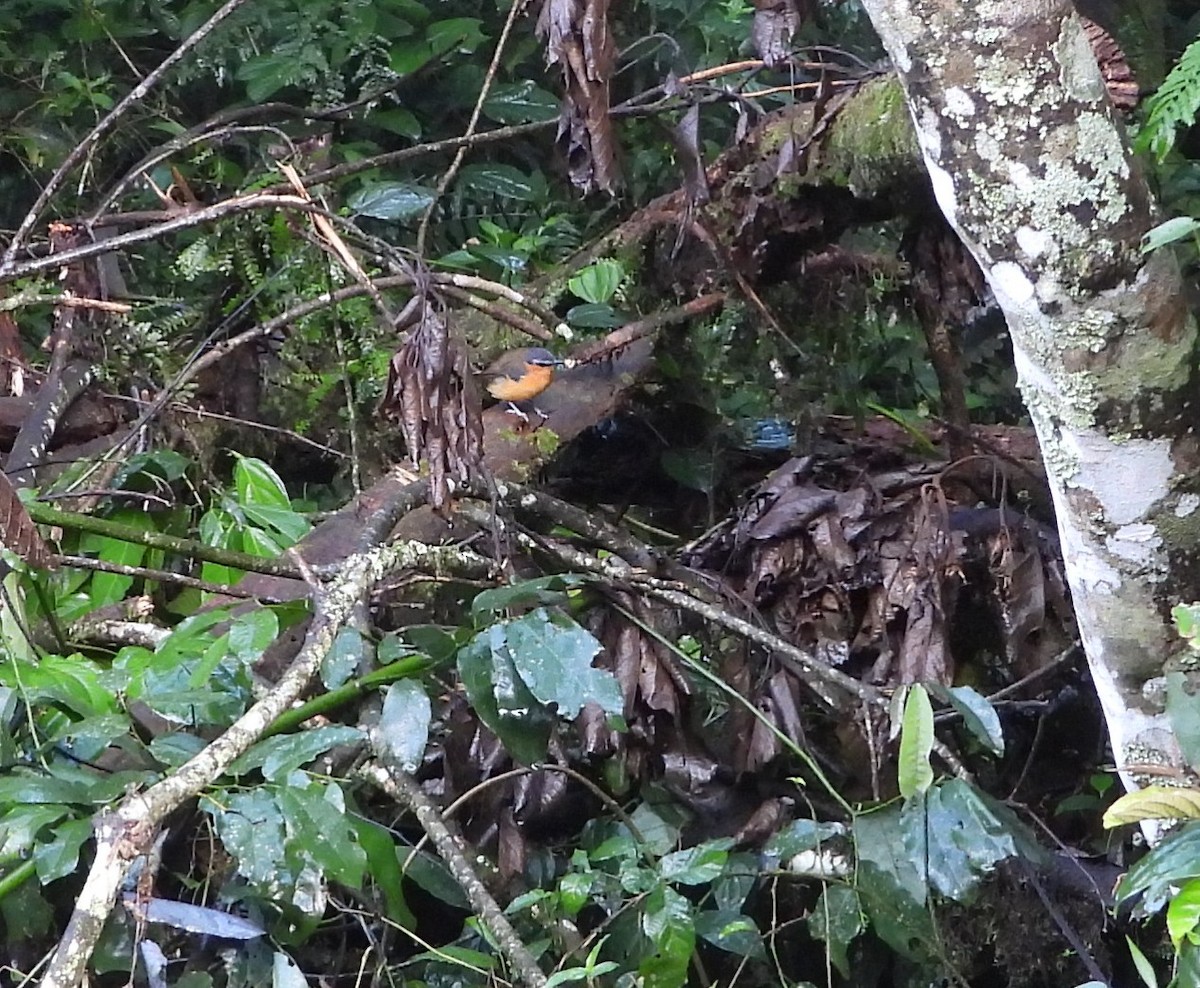 White-bellied Robin-Chat - ML642118522