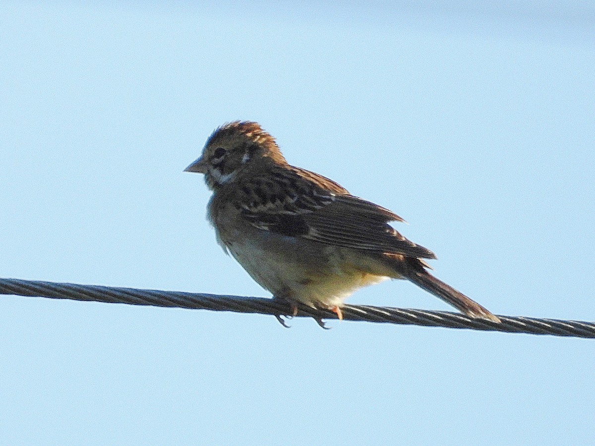Lark Sparrow - ML642118532