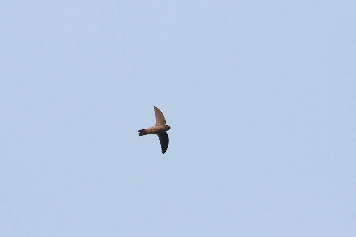 White-nest Swiftlet (Germain's) - ML642118569