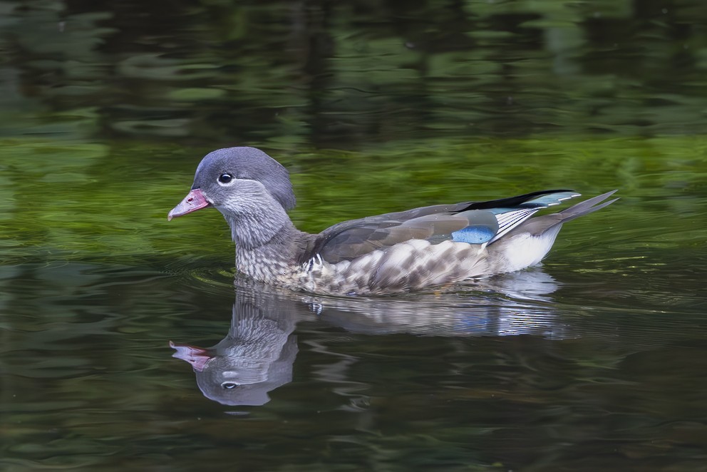 Mandarin Ördeği - ML642118571