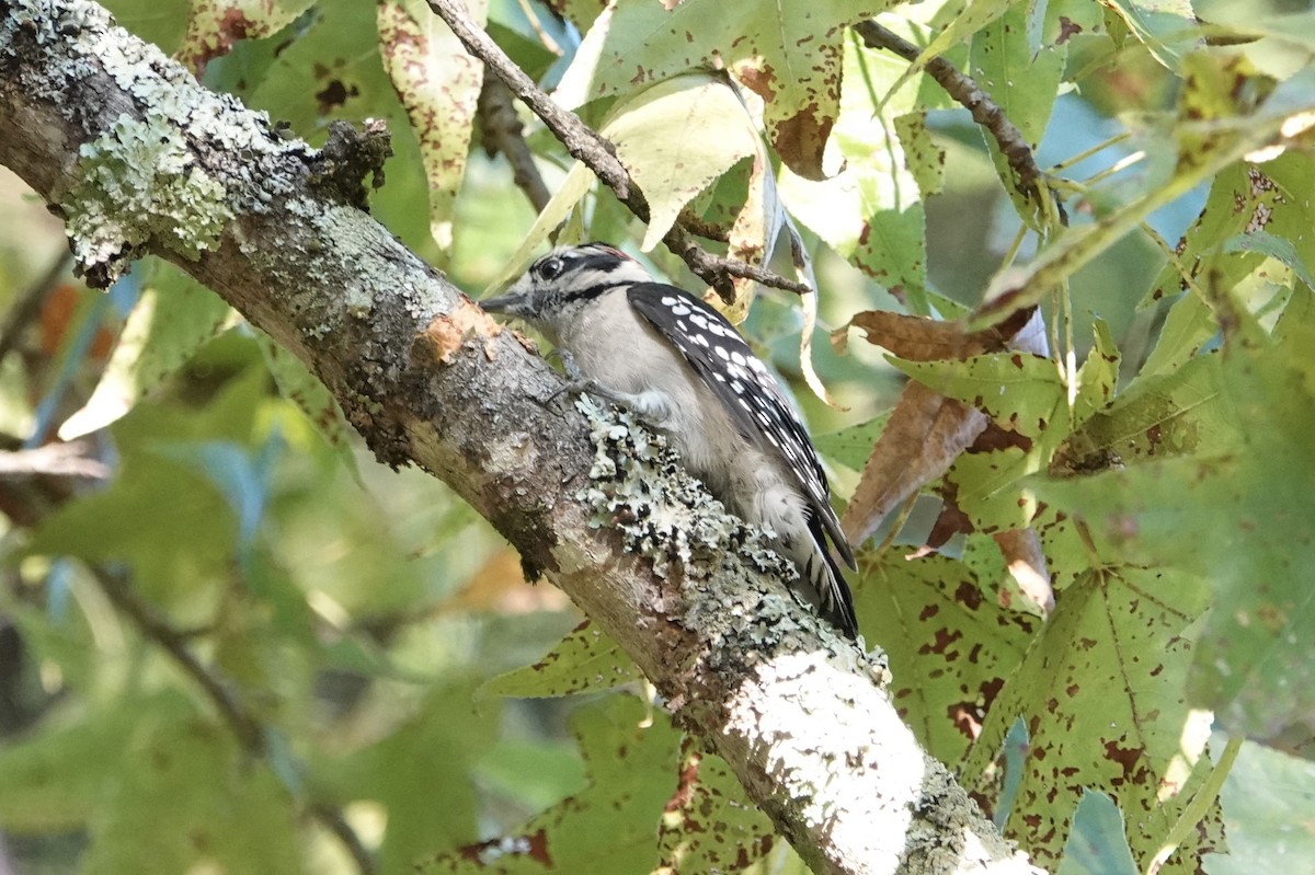 Downy Woodpecker - ML642118580