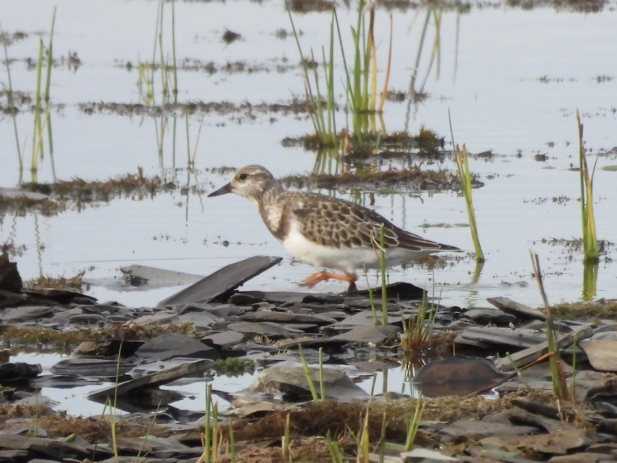 Ruddy Turnstone - ML642118592