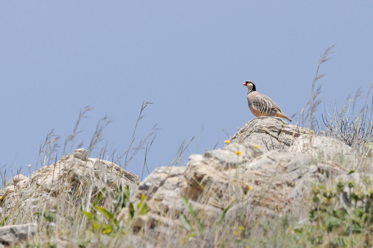 Rock Partridge - ML642118595