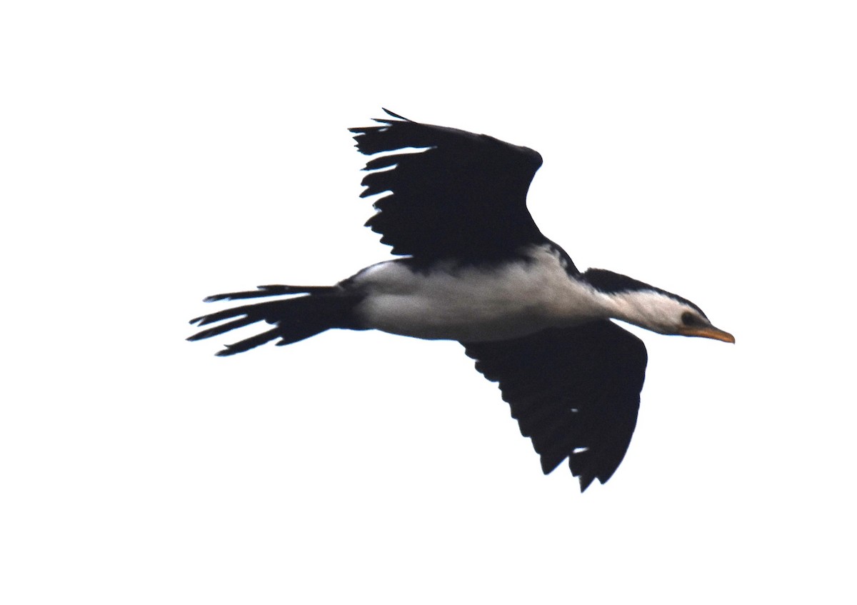 Little Pied Cormorant - ML642118596