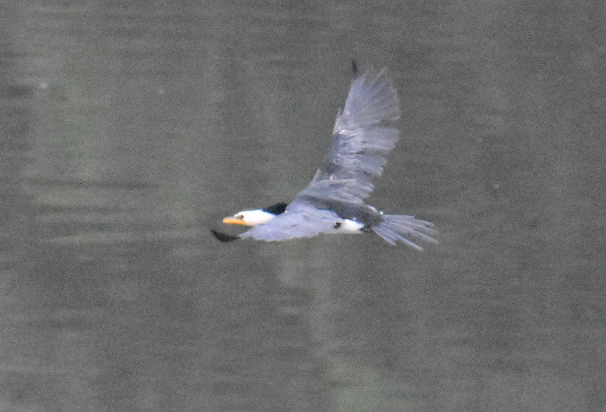 Little Pied Cormorant - ML642118599
