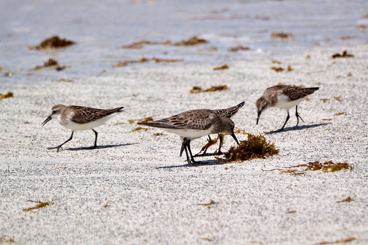 bonapartesnipe - ML642118608