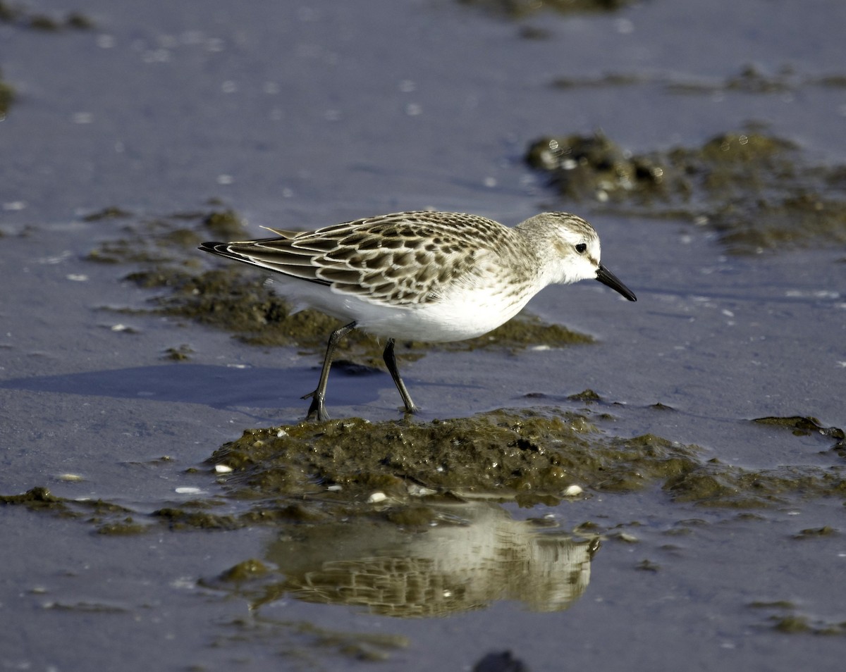 Sandstrandläufer - ML642118612