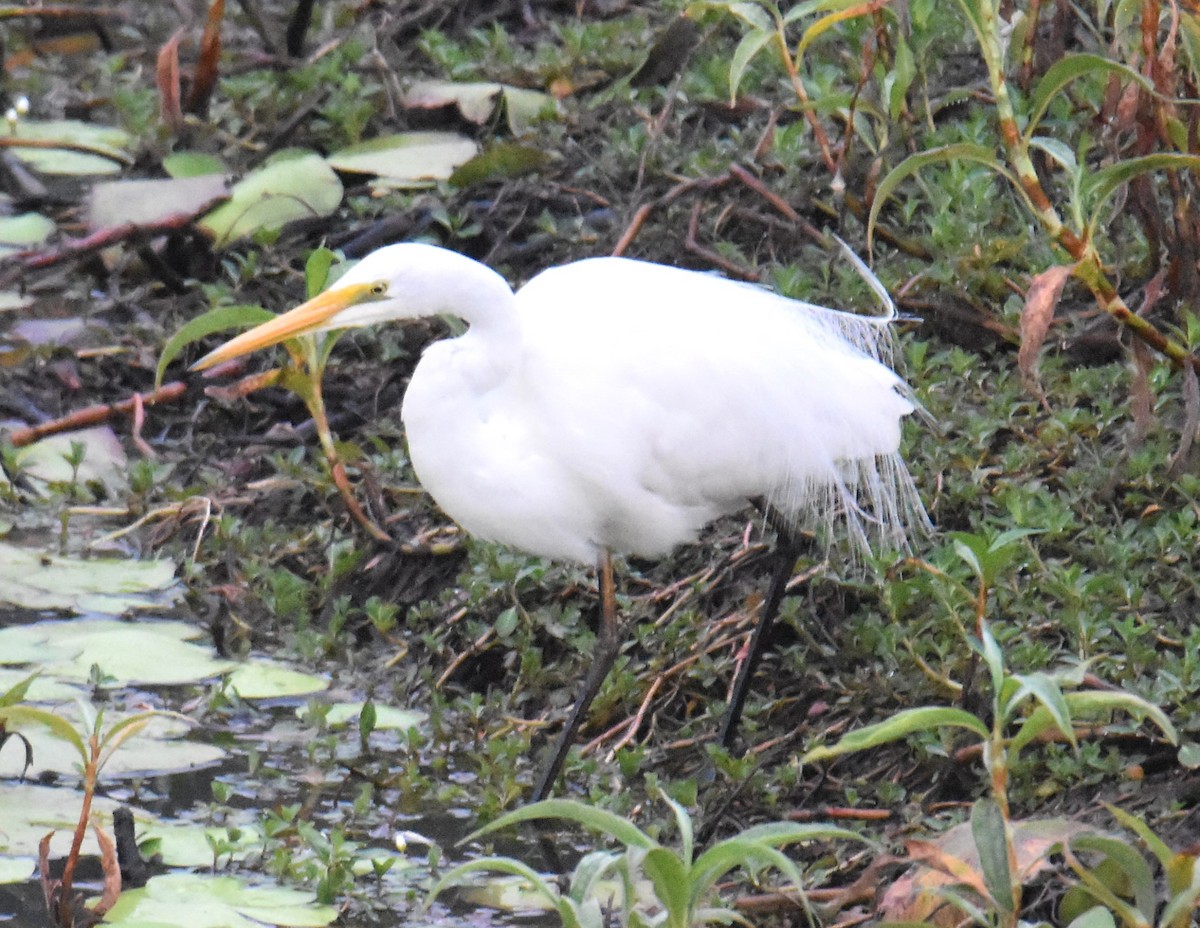 Grande Aigrette - ML642118638