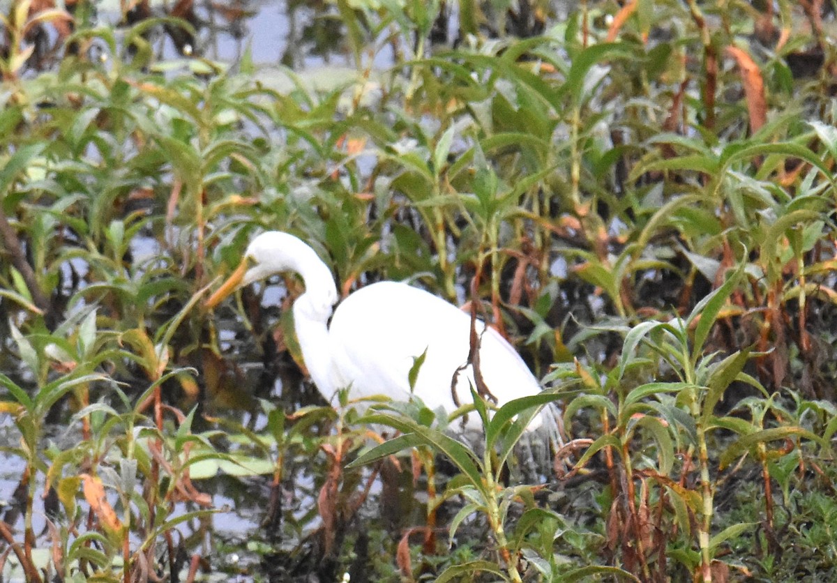 Grande Aigrette - ML642118640