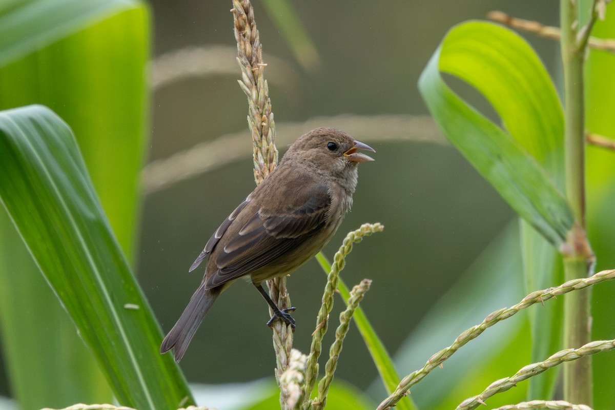Passerin indigo - ML642118653