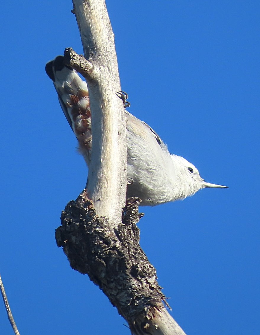 Sittelle à poitrine blanche - ML642118658