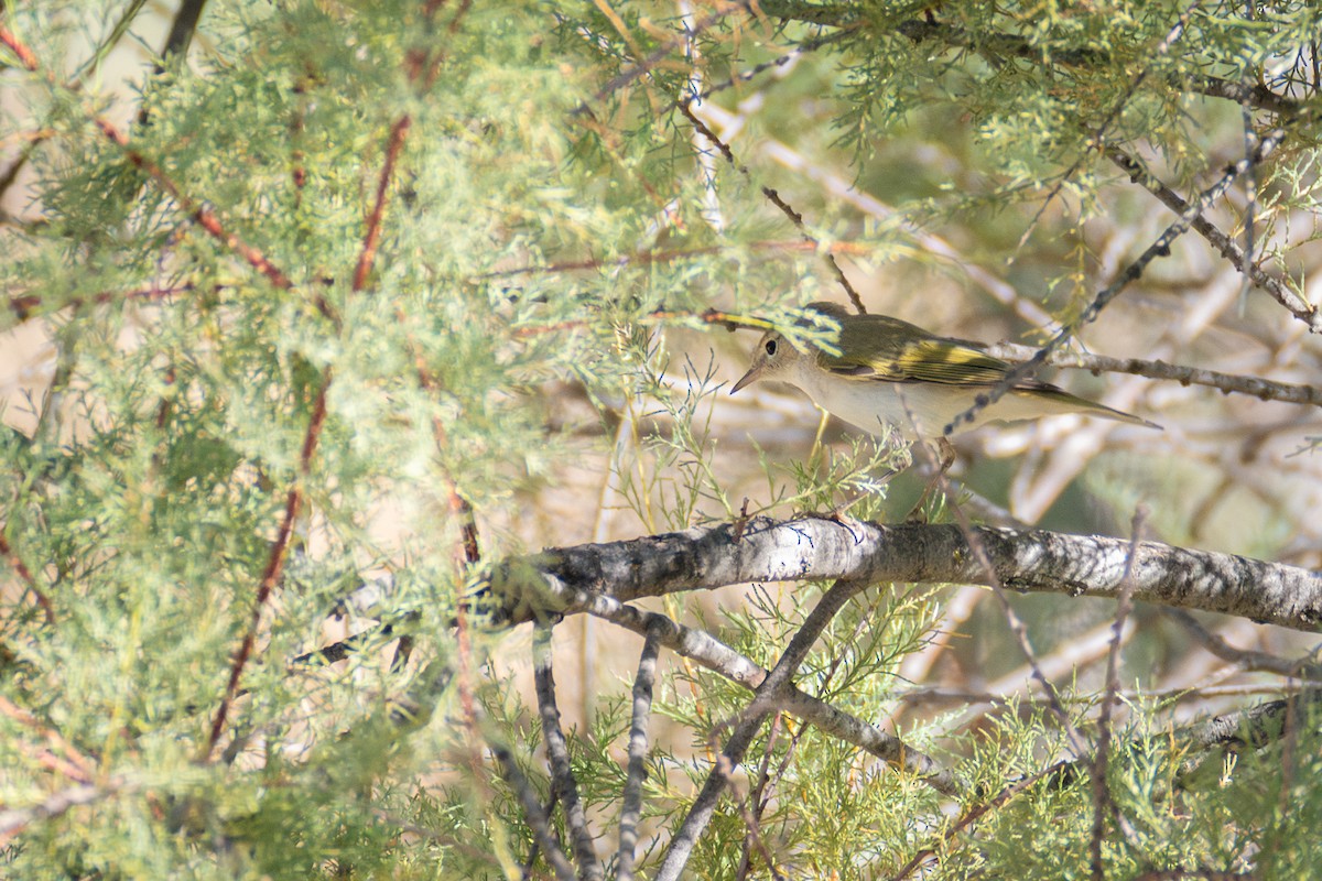 Western Bonelli's Warbler - ML642118663