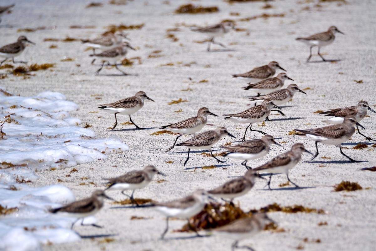 Sandstrandläufer - ML642118670