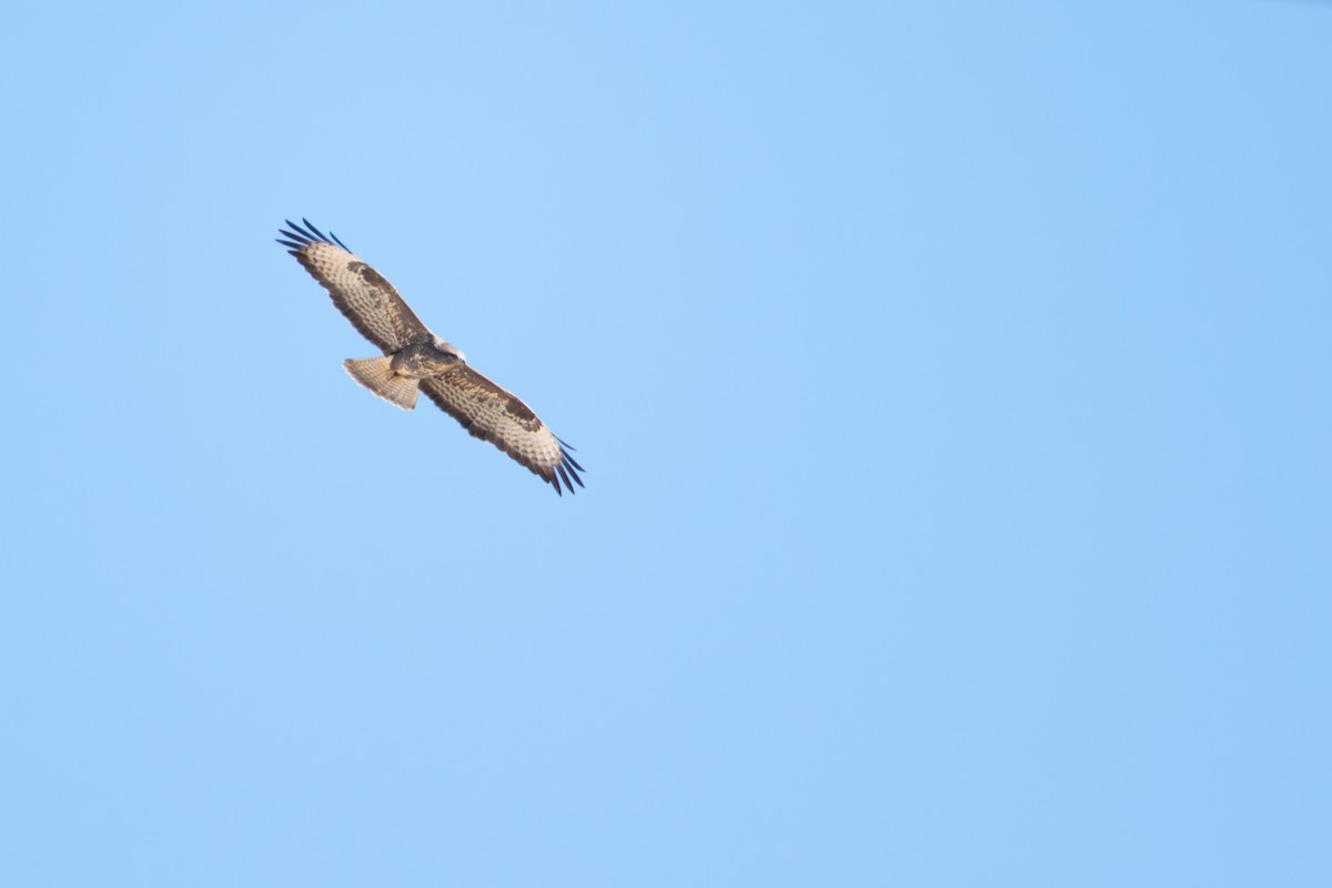 Common Buzzard - ML642118678