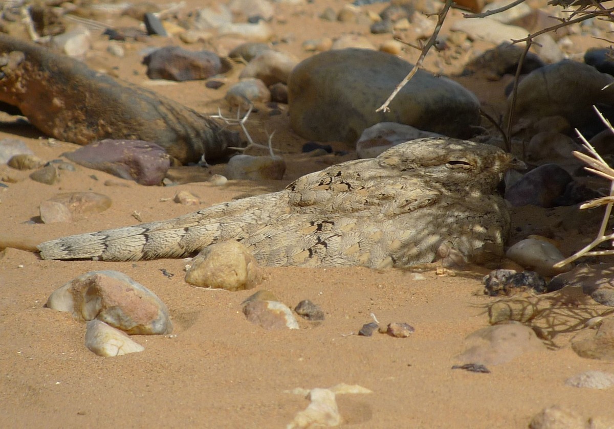 Egyptian Nightjar - ML642118702