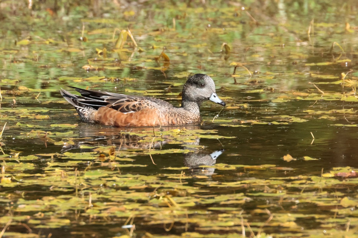 American Wigeon - ML642118703