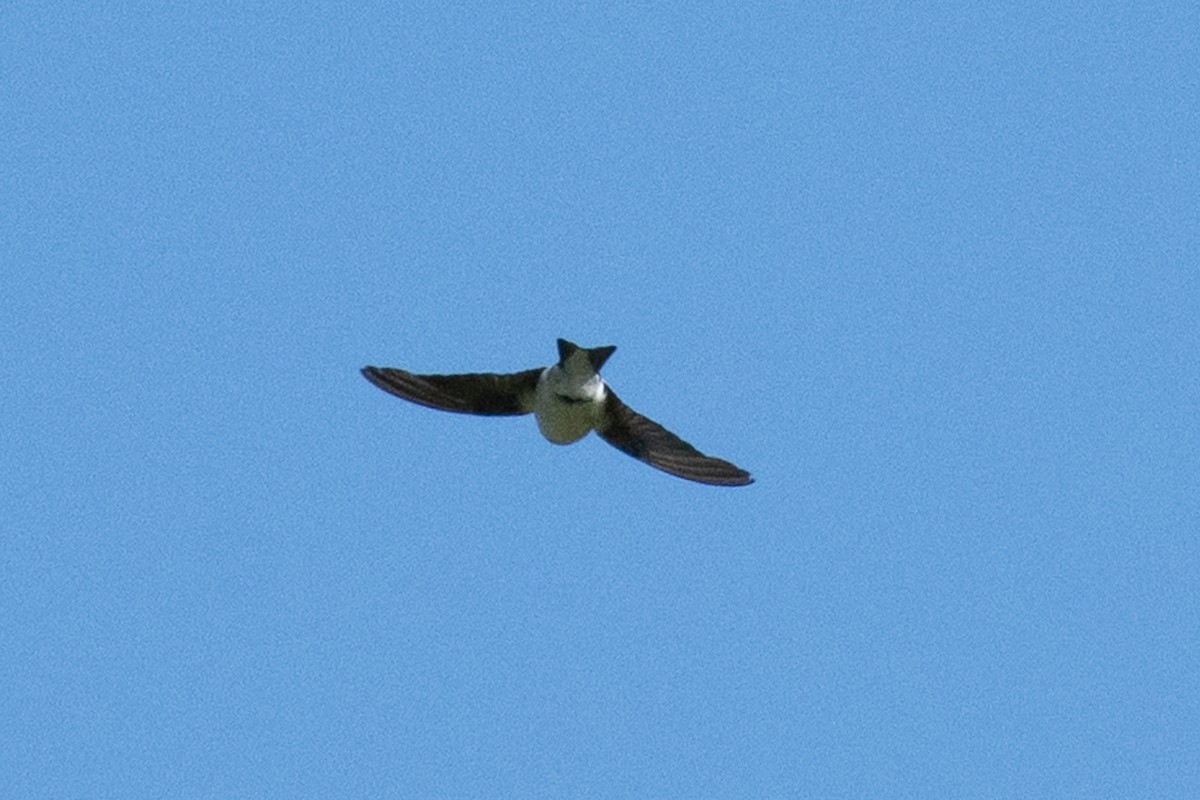 Hirondelle bicolore ou H. à face blanche - ML642118704