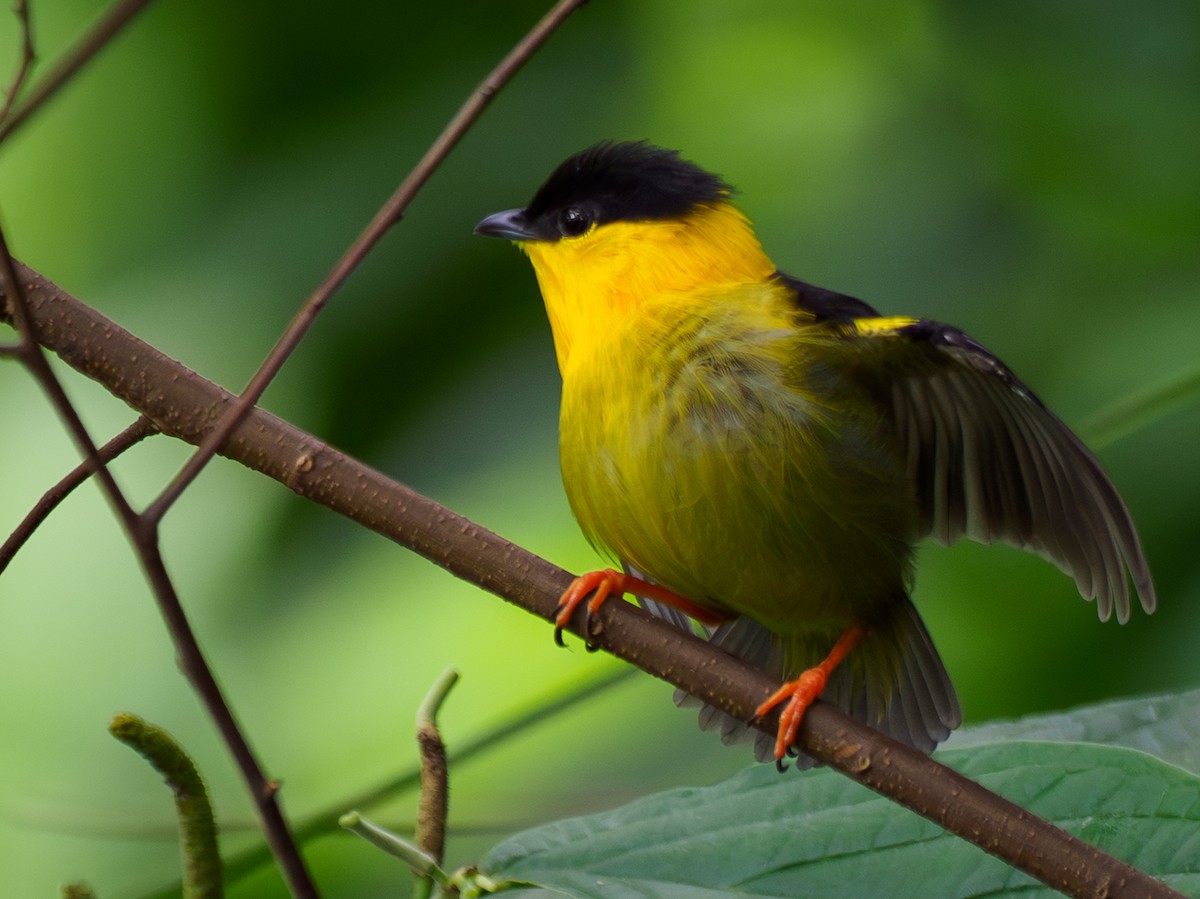 Golden-collared Manakin - ML642118714