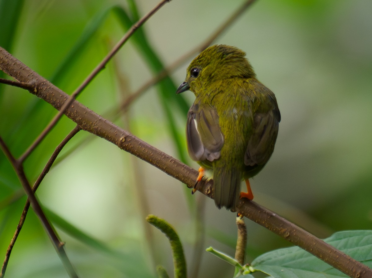 Golden-collared Manakin - ML642118715