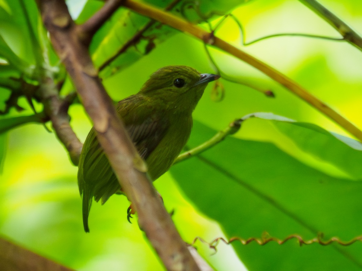 Golden-collared Manakin - ML642118716