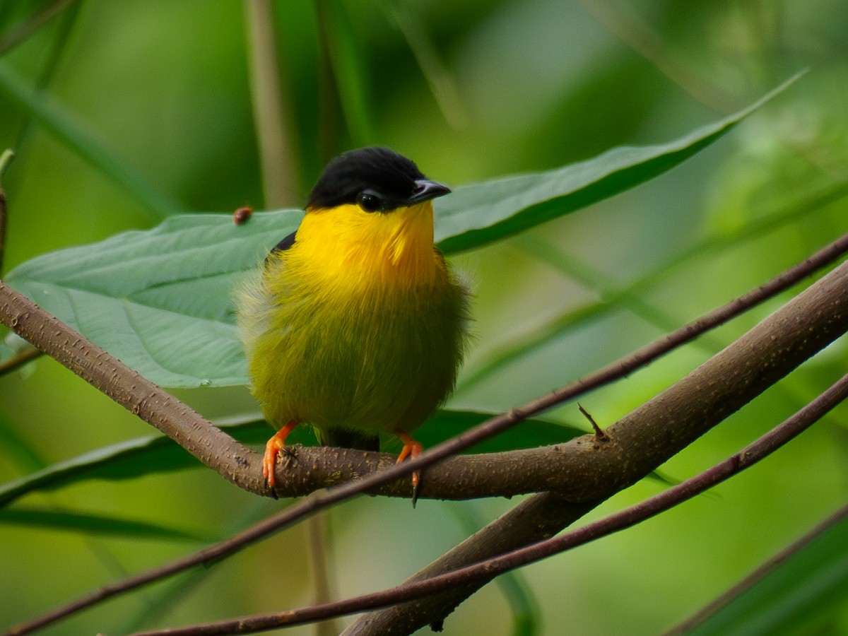 Golden-collared Manakin - ML642118717