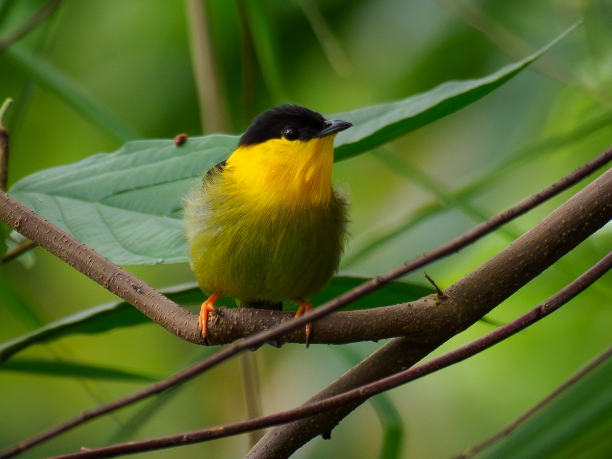 Golden-collared Manakin - ML642118718