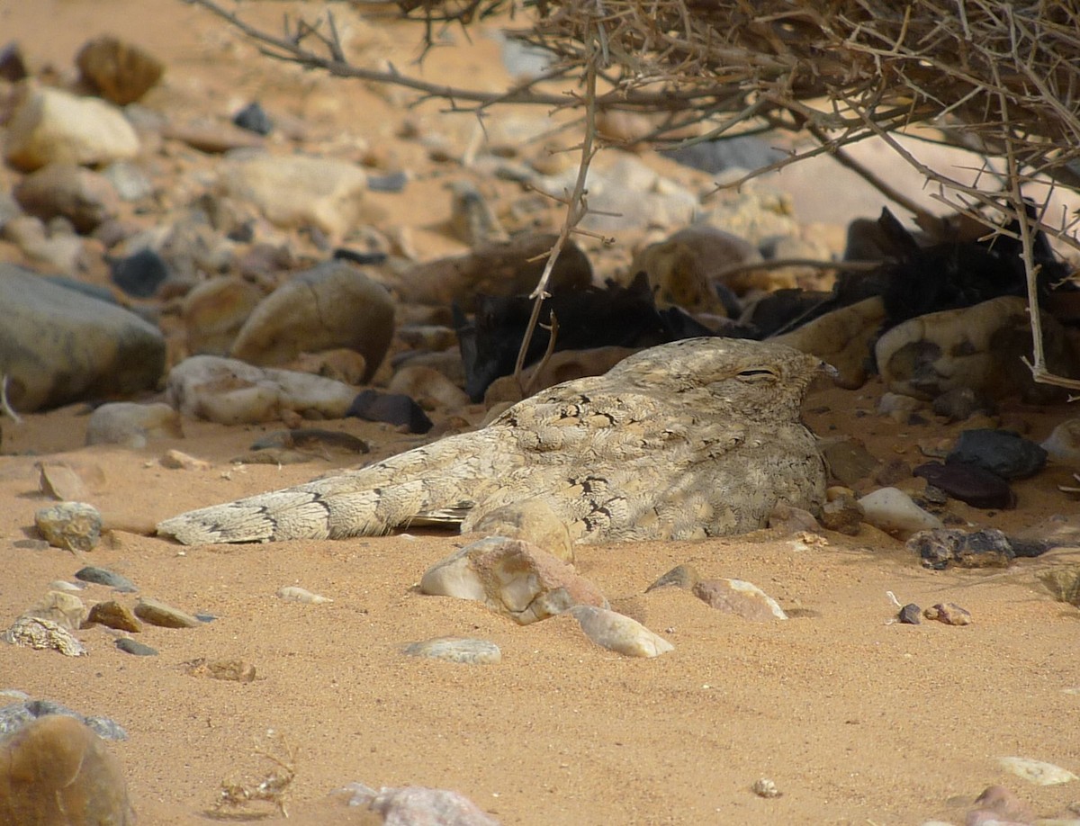 Egyptian Nightjar - ML642118721