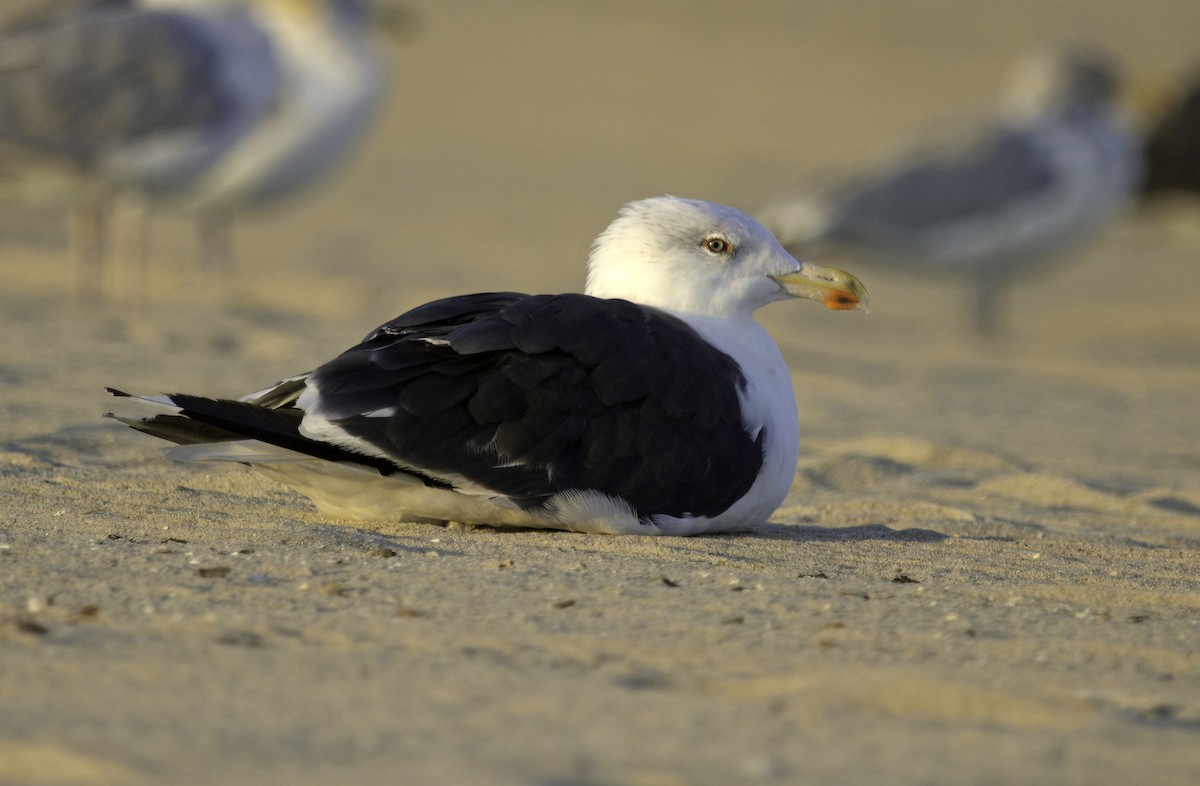 Great Black-backed Gull - ML642118739