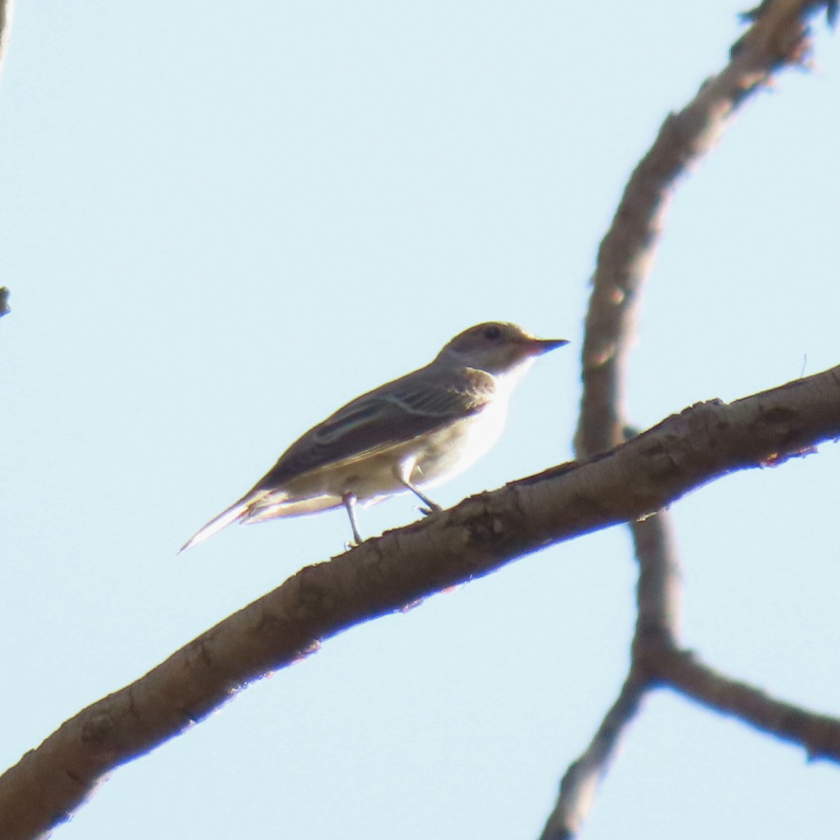 Spotted Flycatcher - ML642118741