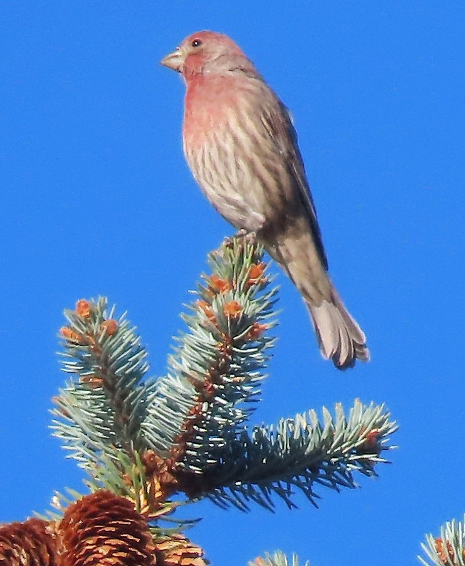 House Finch - ML642118743