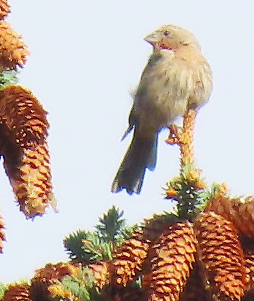 House Finch - ML642118744