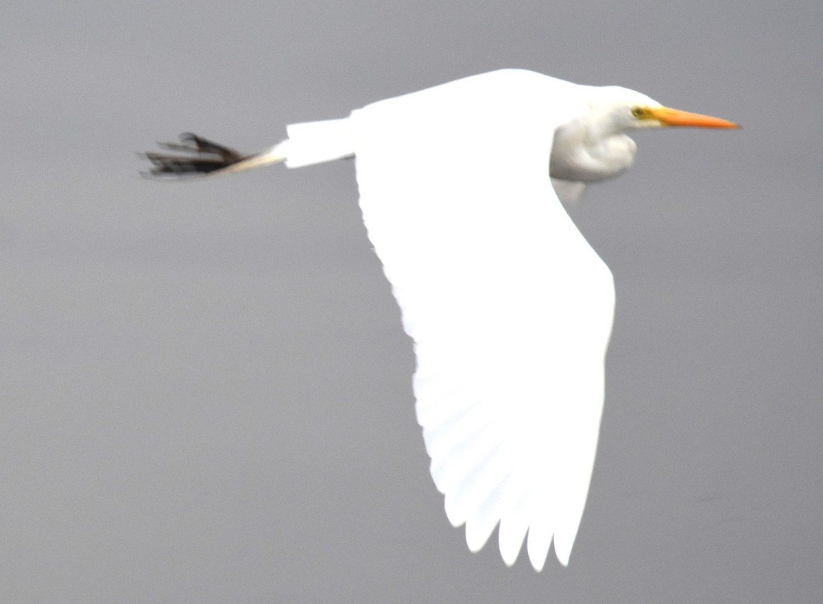 Plumed Egret - ML642118745