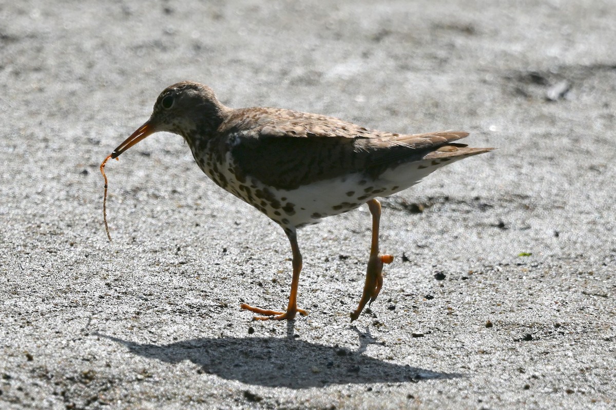 Spotted Sandpiper - ML642118754